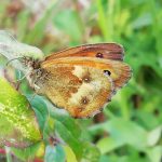 Surrey’s literary landscapes