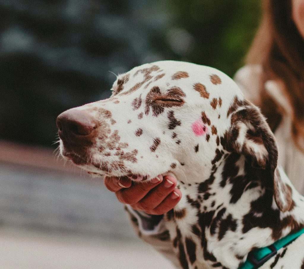 Dalmatian dog with eyes closed