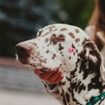 Dalmatian dog with eyes closed