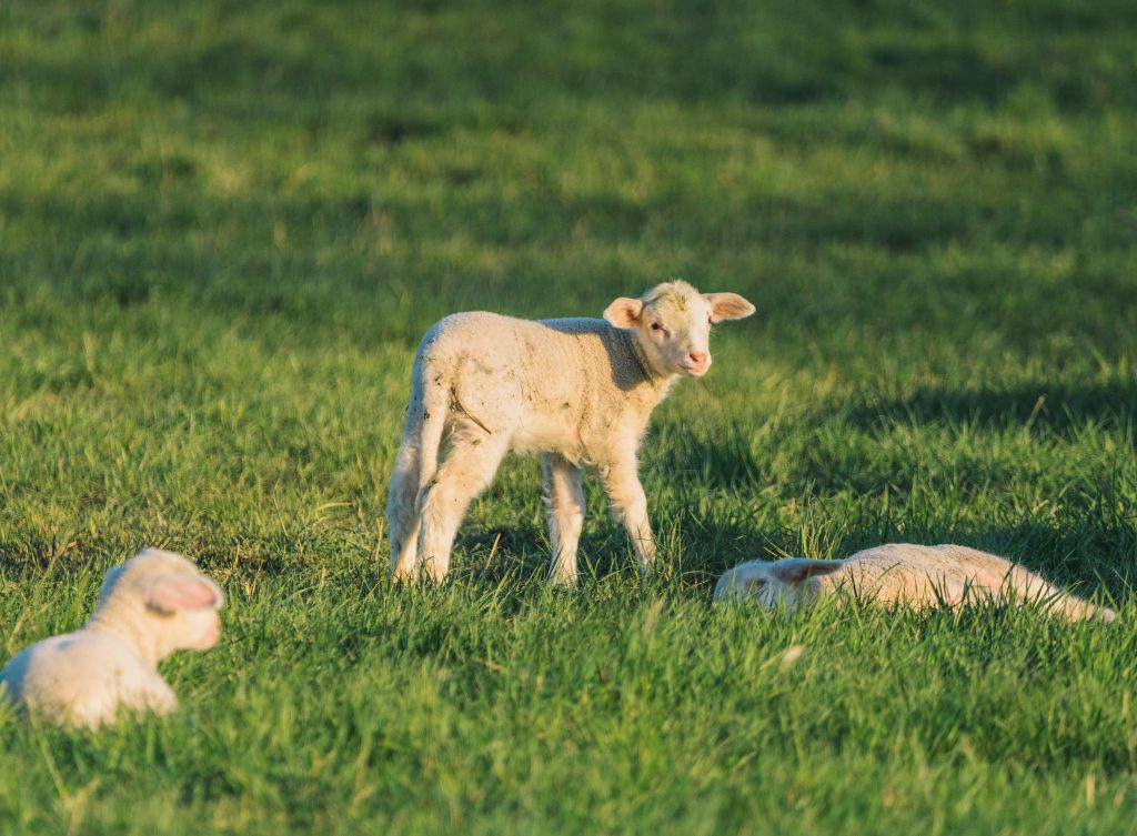 Discover the best Oxfordshire Easter activities for 2026, from egg hunts and lambing days to steam trains and family-friendly days out.