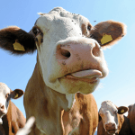 Do you know your country code?