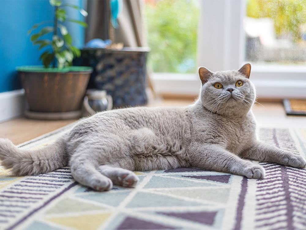 British shorthair cat Sir Monty Esq is the subject of a new online business in Bagshot. Kristy Goncalves tells us more and invites us to read his blog The Regal Whisker Chronicles