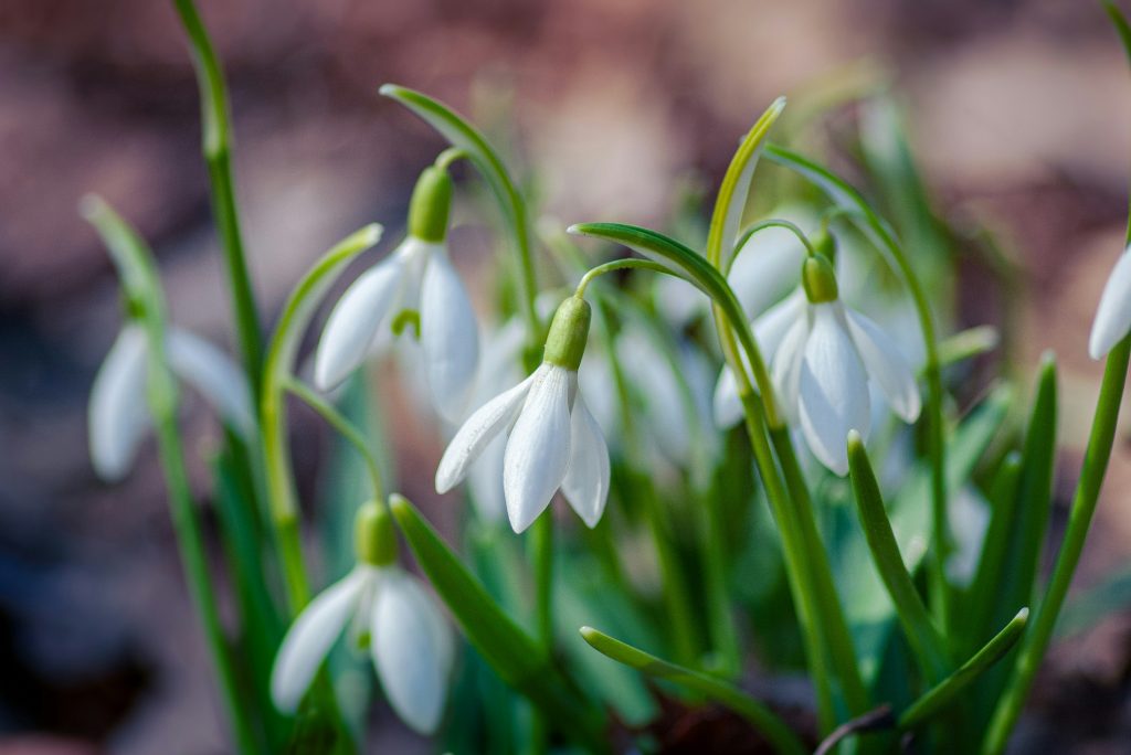 Best snowdrop walks in Oxfordshire. Image of snowdrops.