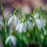 Best snowdrop walks in Oxfordshire. Image of snowdrops.