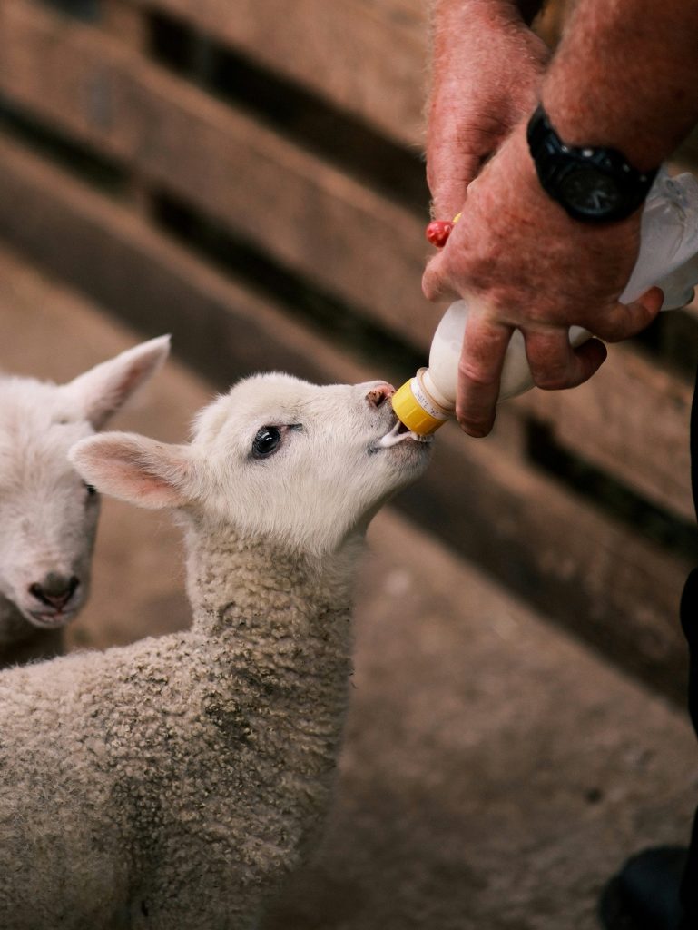 Blossom drifts across ancient landscapes, steam engines roar back to life and safari stories unfold — spring invites families to slow down and savour adventure across Wiltshire and beyond.